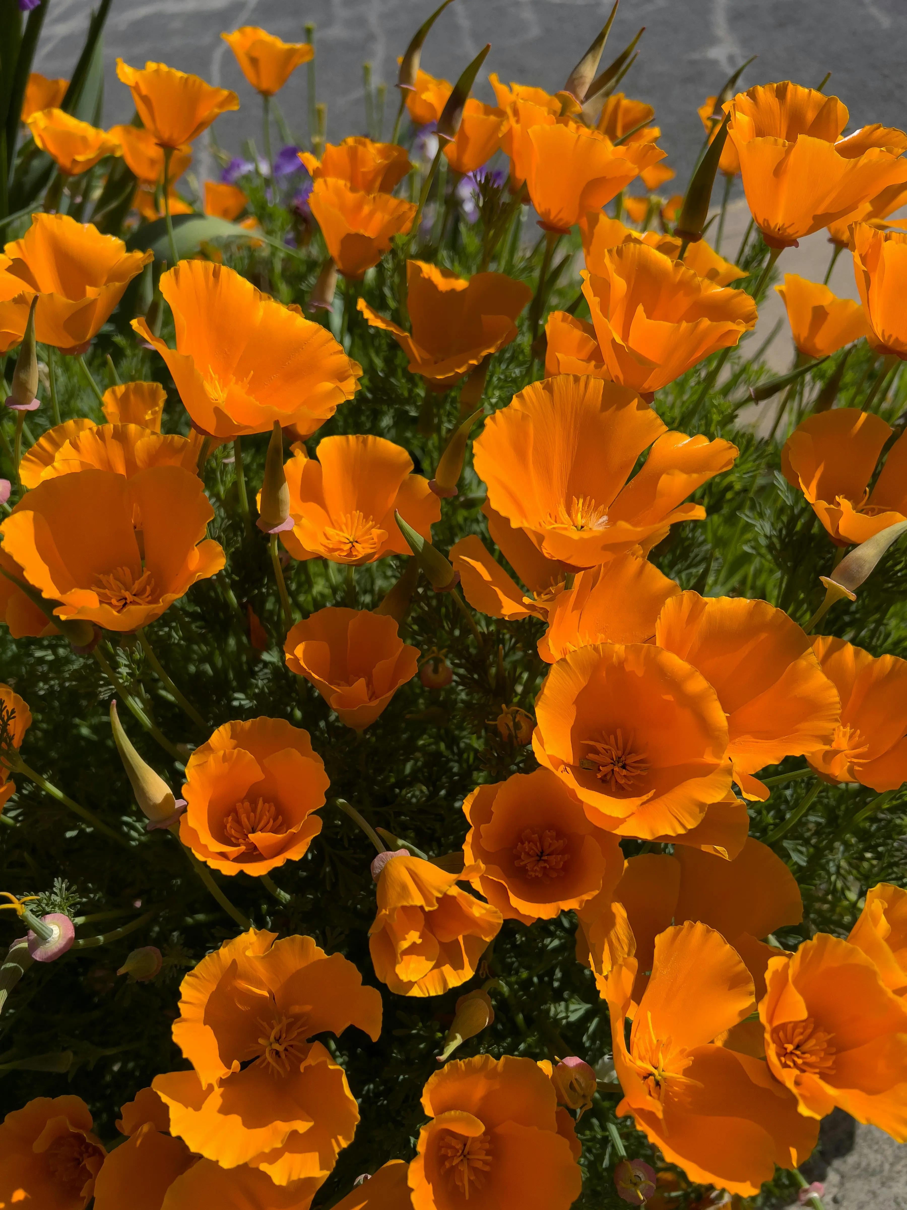 Spring flower collection luxury florist Riverside